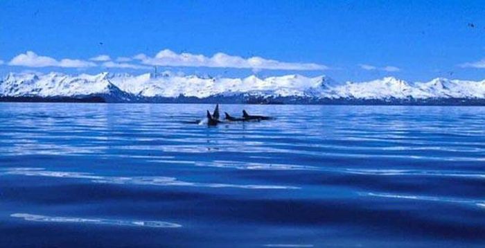 Cool Facts You Need To Know About Killer Whales (11 pics)