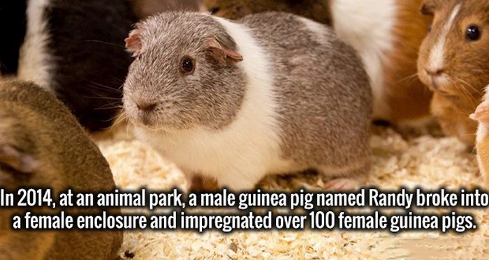 Magnificent Facts That Will Make You A Smarter Person (20 pics)