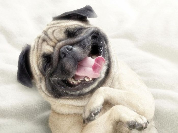 Acid Picdump (104 pics)