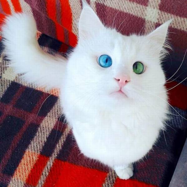 Acid Picdump (104 pics)