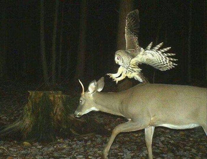 Acid Picdump (112 pics)