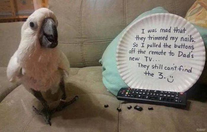 Acid Picdump (112 pics)