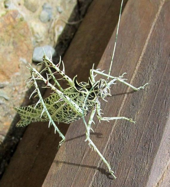 Acid Picdump (112 pics)
