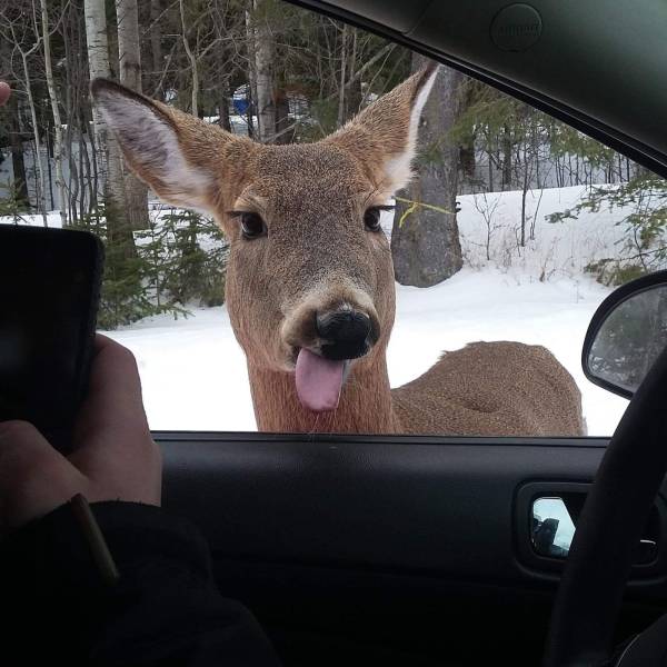 Acid Picdump (112 pics)