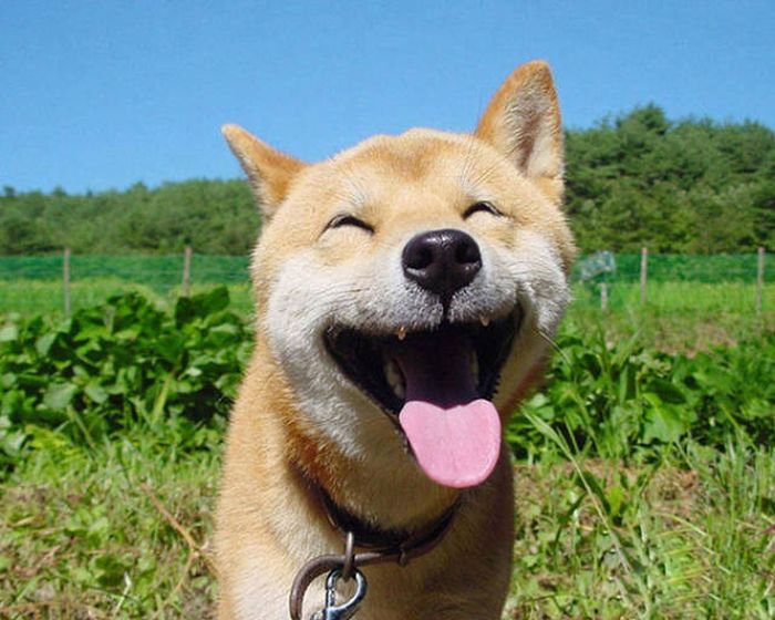 These Awesome Pictures Of Animals Smiling Are Beyond Adorable (50 pics)