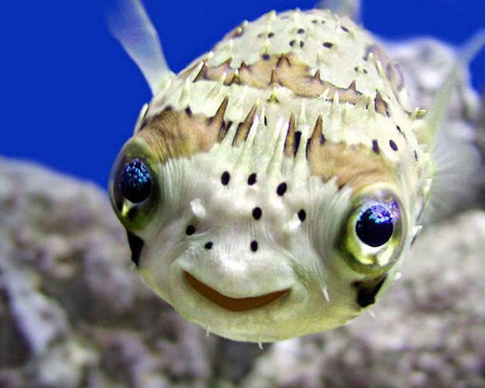 These Awesome Pictures Of Animals Smiling Are Beyond Adorable (50 pics)