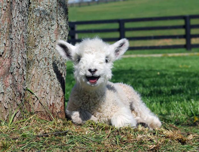 These Awesome Pictures Of Animals Smiling Are Beyond Adorable (50 pics)