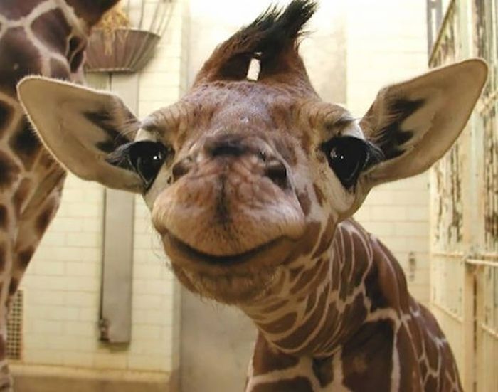 These Awesome Pictures Of Animals Smiling Are Beyond Adorable (50 pics)