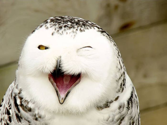 These Awesome Pictures Of Animals Smiling Are Beyond Adorable (50 pics)