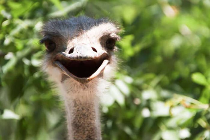 These Awesome Pictures Of Animals Smiling Are Beyond Adorable (50 pics)