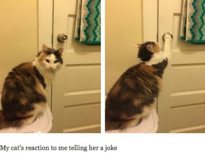 Cat Pictures That Will Never Not Be Funny (27 pics)
