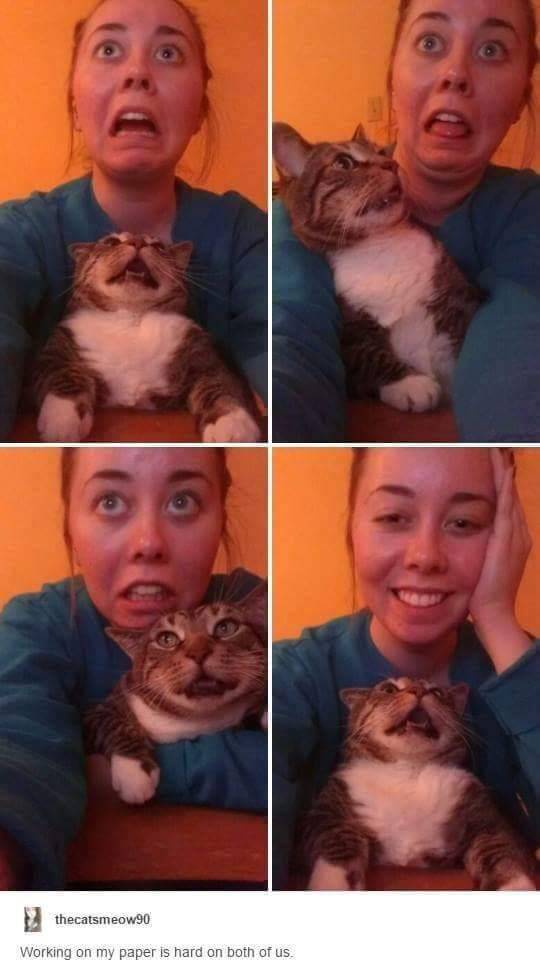 Cat Pictures That Will Never Not Be Funny (27 pics)