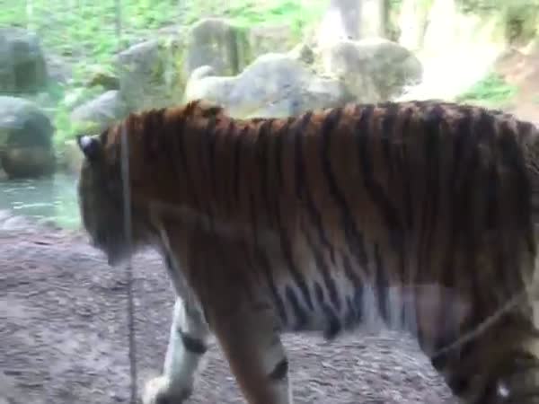 Dublin Zoo Wake Up Call Tiger Fight