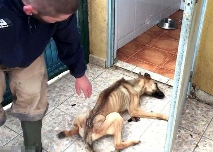 Starving Dog Gets Nursed Back To Health (6 pics)