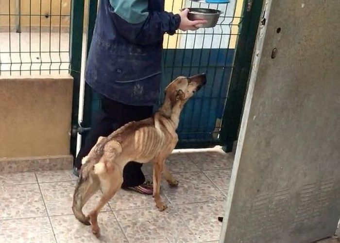 Starving Dog Gets Nursed Back To Health (6 pics)