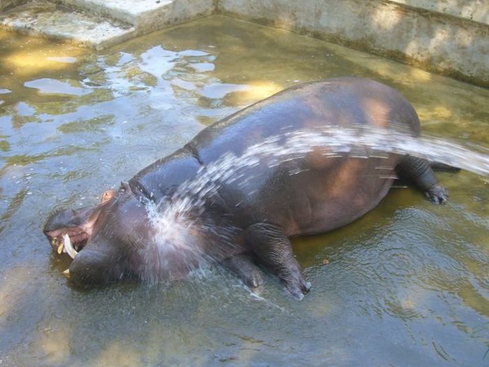 Acid Picdump (116 pics)