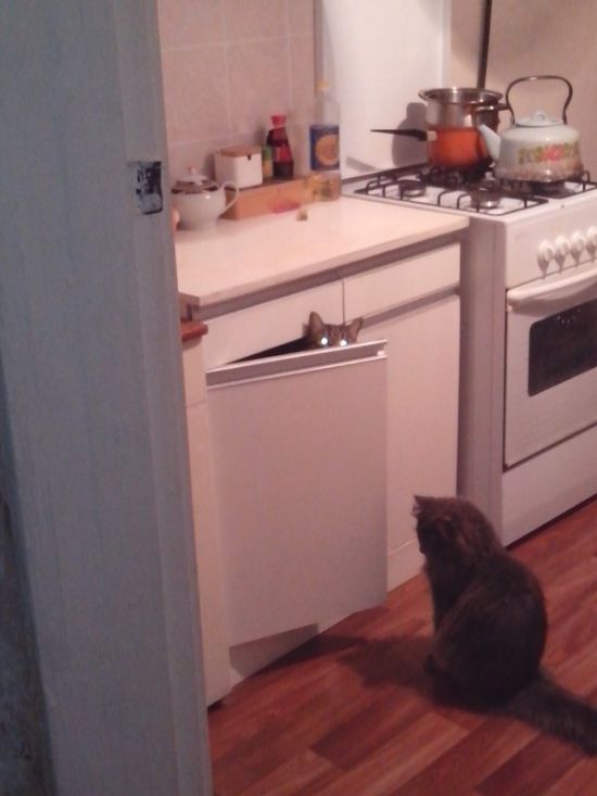 Acid Picdump (116 pics)