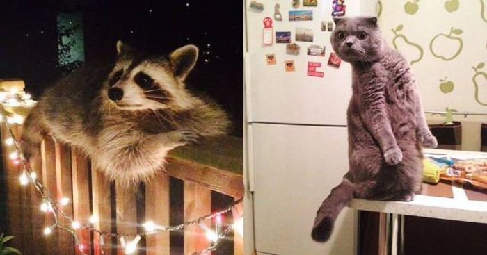 Acid Picdump (116 pics)