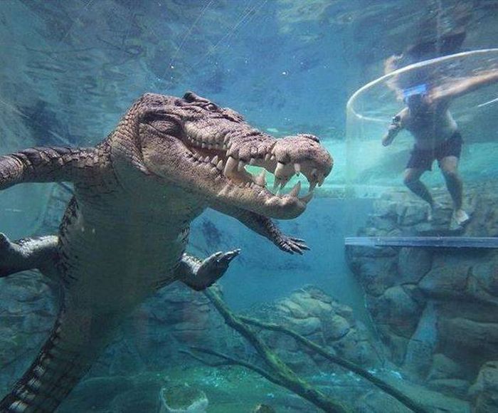Acid Picdump (116 pics)