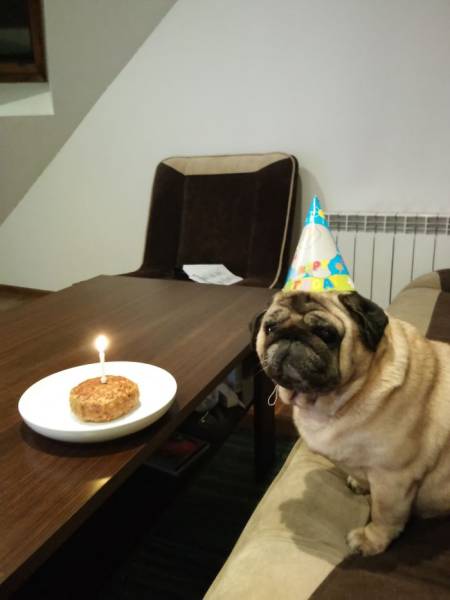 Sometimes Animals Have Cooler Birthday Parties Than Humans (47 pics)