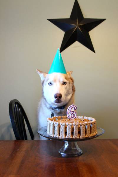 Sometimes Animals Have Cooler Birthday Parties Than Humans (47 pics)