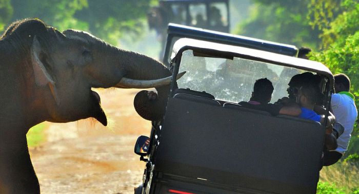 Tourists Cower In Fear As An Elephant Steals Their Food (8 pics)
