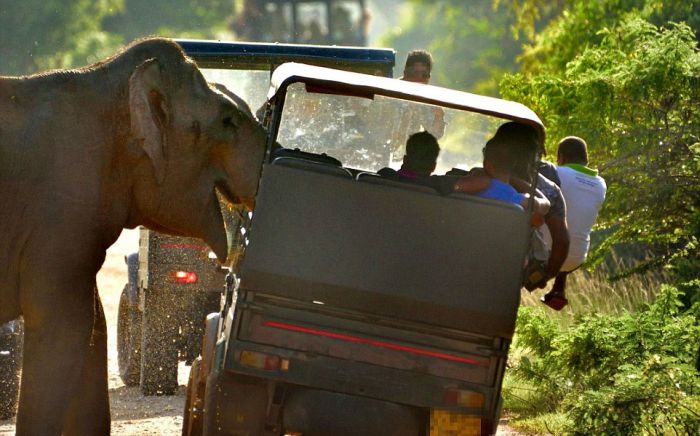 Tourists Cower In Fear As An Elephant Steals Their Food (8 pics)