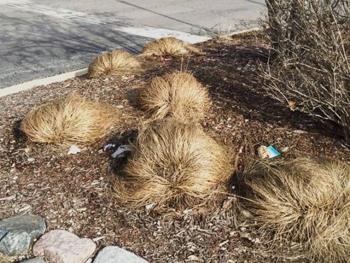 Scientists Have Now Discovered Where Donald Trump Grows His Hair (5 pics)
