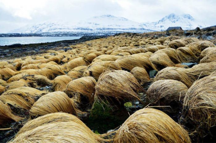 Scientists Have Now Discovered Where Donald Trump Grows His Hair (5 pics)