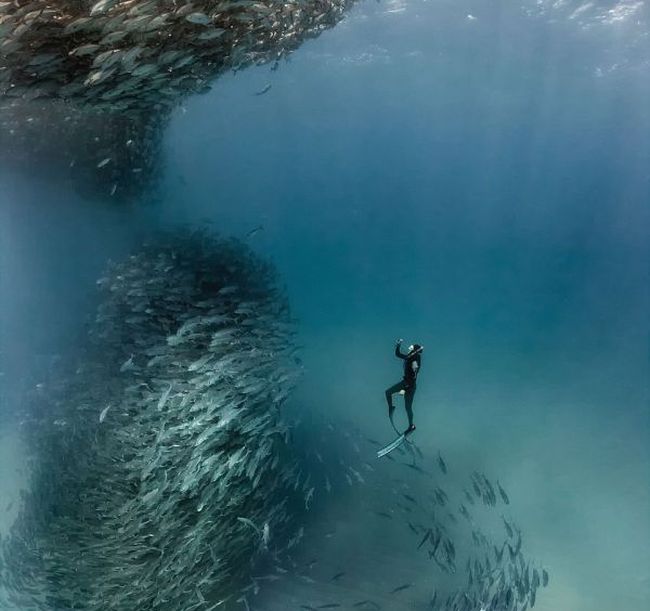 Underwater Photographer Captures An Incredible Marine Tornado (7 pics)