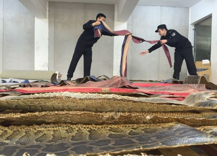 Chinese Authorities Bust Smugglers Trying To Move 25,000 Python Skins (7 pics)