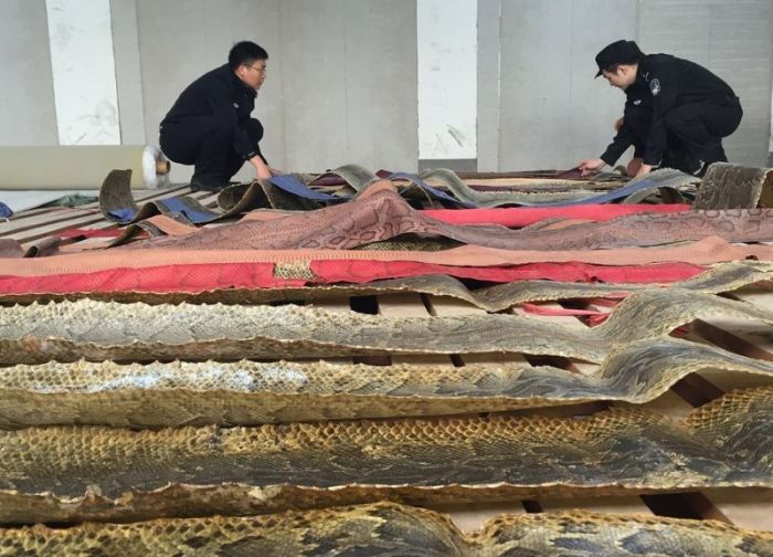 Chinese Authorities Bust Smugglers Trying To Move 25,000 Python Skins (7 pics)