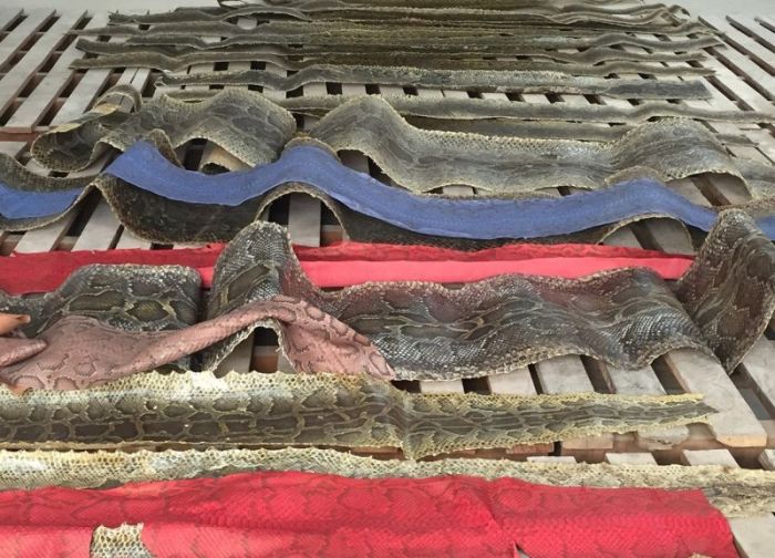 Chinese Authorities Bust Smugglers Trying To Move 25,000 Python Skins (7 pics)