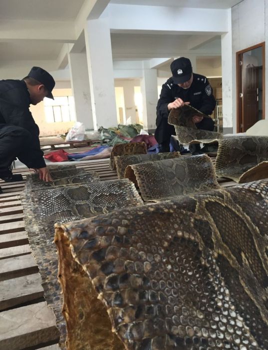 Chinese Authorities Bust Smugglers Trying To Move 25,000 Python Skins (7 pics)
