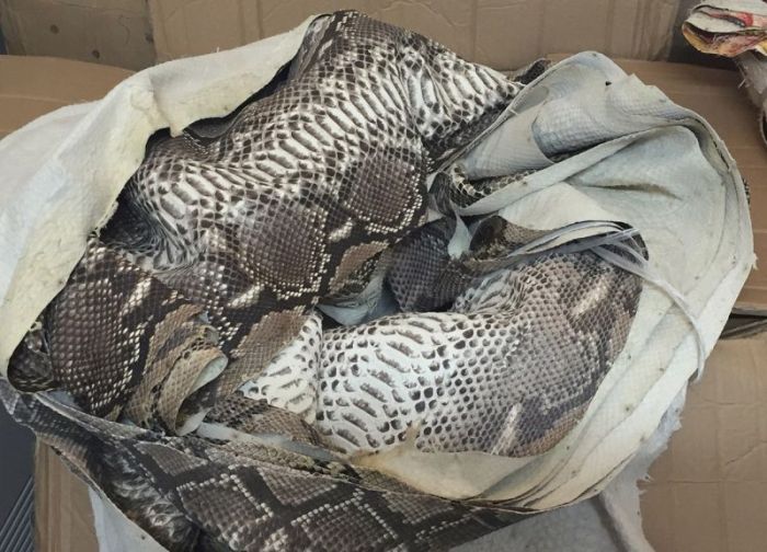 Chinese Authorities Bust Smugglers Trying To Move 25,000 Python Skins (7 pics)