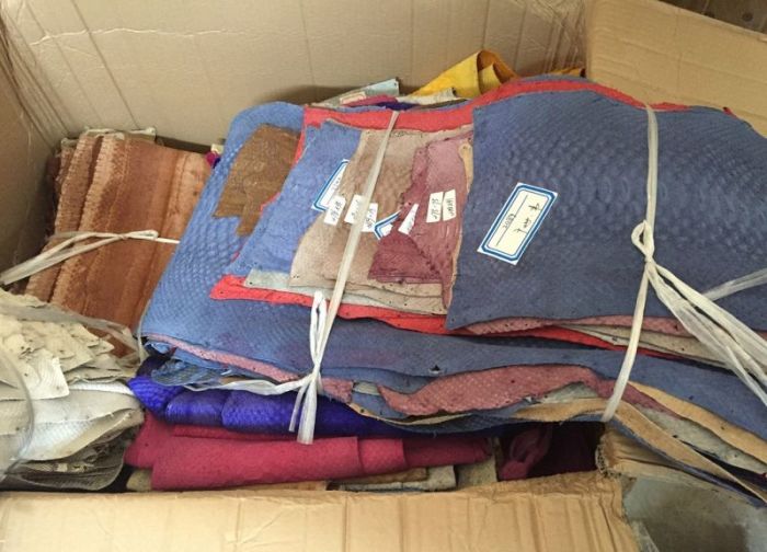 Chinese Authorities Bust Smugglers Trying To Move 25,000 Python Skins (7 pics)