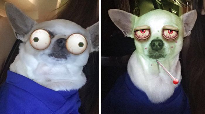 Snapchat Filters Are So Much Funnier When You Use Them On Animals (22 pics)