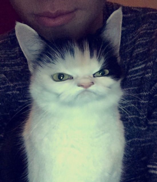 Snapchat Filters Are So Much Funnier When You Use Them On Animals (22 pics)
