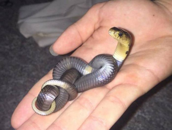Acid Picdump (115 pics)