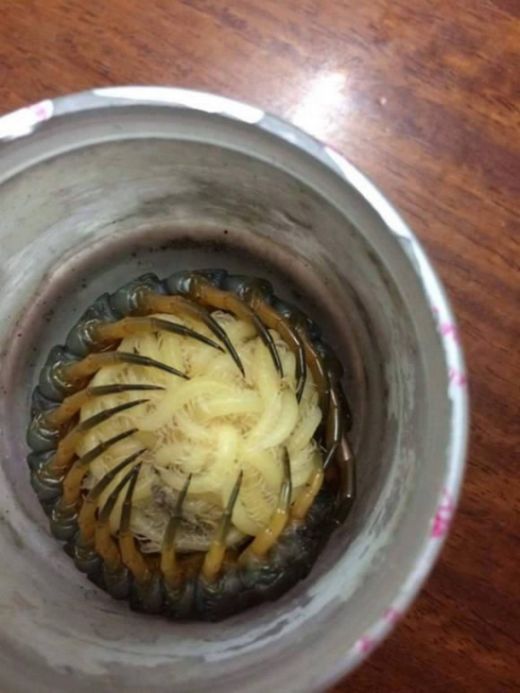 Acid Picdump (115 pics)