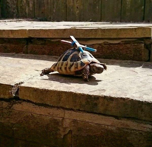 Acid Picdump (115 pics)