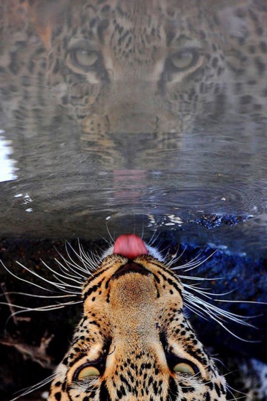 Acid Picdump (115 pics)