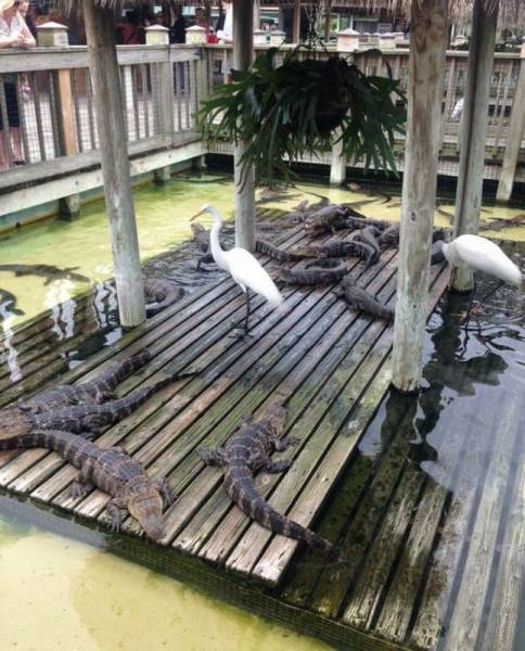 Acid Picdump (115 pics)