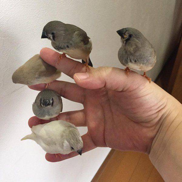Acid Picdump (115 pics)