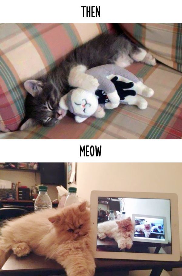 How Technology Has Impacted The Lives Of Cats (15 pics)