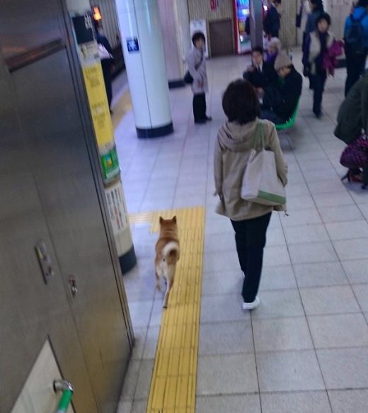 Dog Tries To Hitch A Free Ride On The Subway (4 pics)