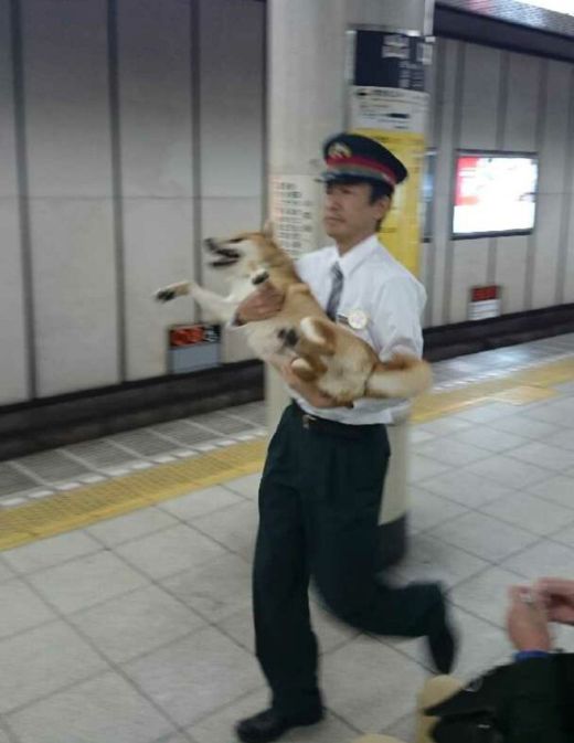Dog Tries To Hitch A Free Ride On The Subway (4 pics)