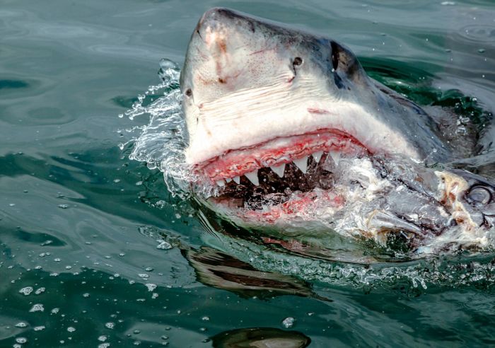 Shark Shocks Fishermen Off The Coast Of South Africa (4 pics)