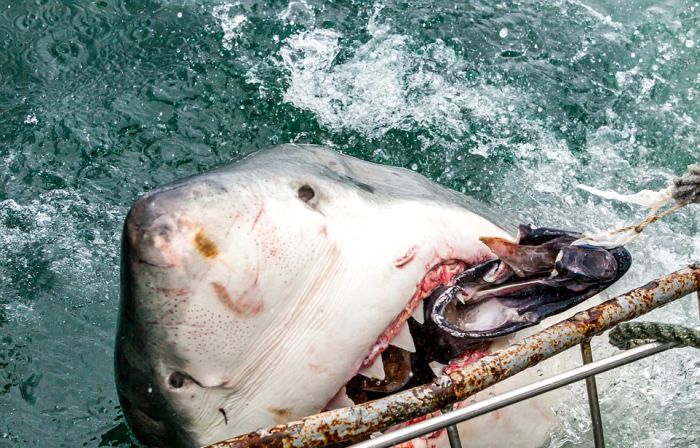 Shark Shocks Fishermen Off The Coast Of South Africa (4 pics)