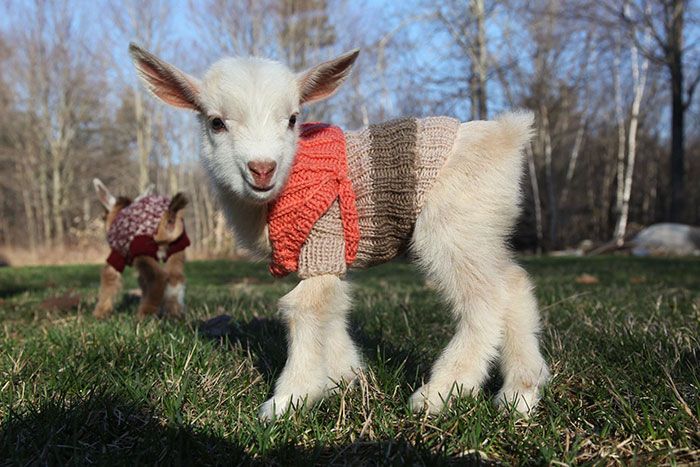 Adorable Baby Goats Stay Warm By Wearing Tiny Hand-Knit Sweaters (6 pics)